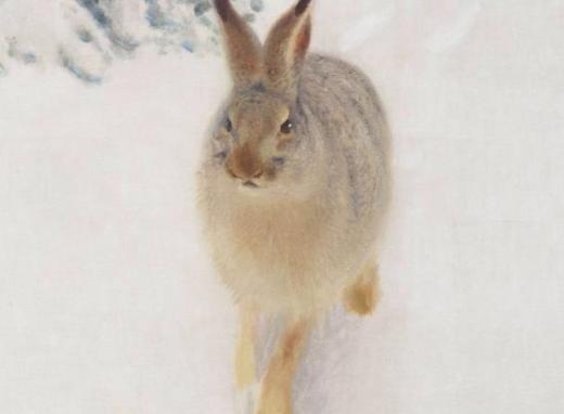 Image de l'exposition Bruno Liljefors, la Suède sauvage