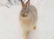 Visuel de l'exposition Bruno Liljefors, la Suède sauvage