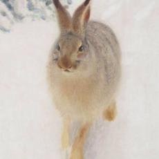 Bruno Liljefors, la Suède sauvage